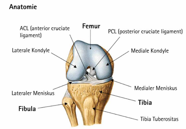 kniegelenk